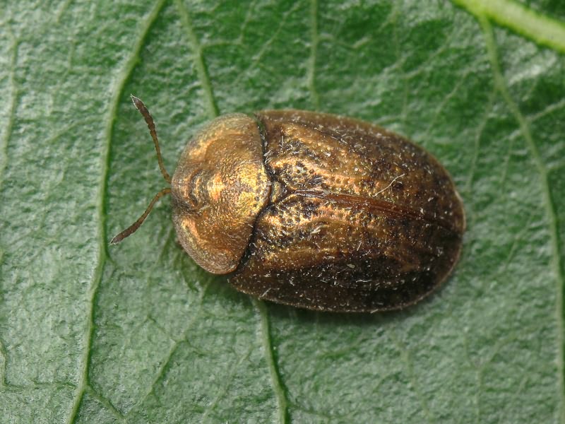 Hypocassida